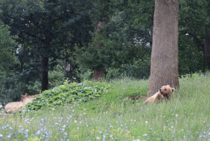 A rescued bear resting in Libearty sanctuary
