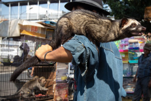 Civet on shoulder of trader - Jatinegara, Jakarta