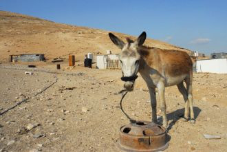 Pour protéger les animaux de trait en Cisjordanie