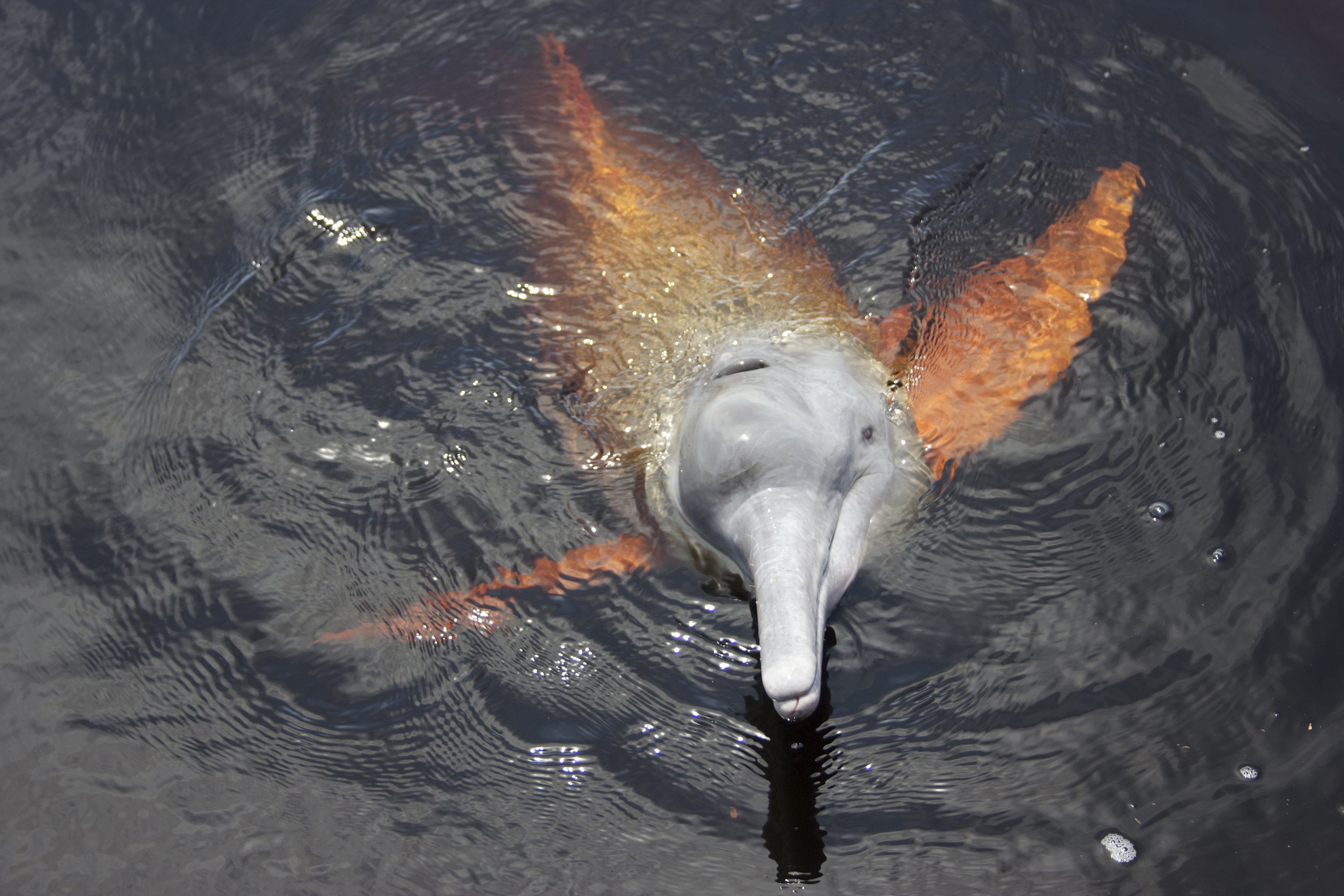 Help us end the killing of Boto river dolphins in the Amazon
