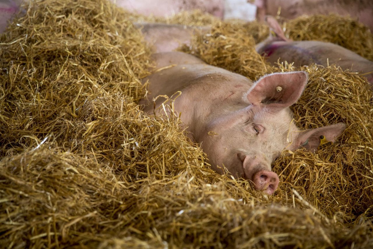 Pigs in group housing with enrichment