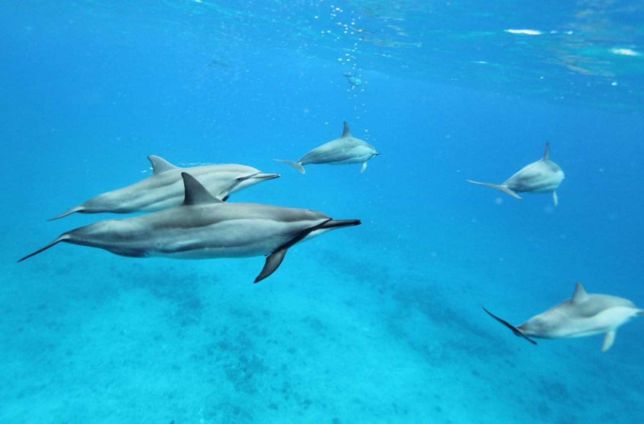 Dolphins swimming in the wild