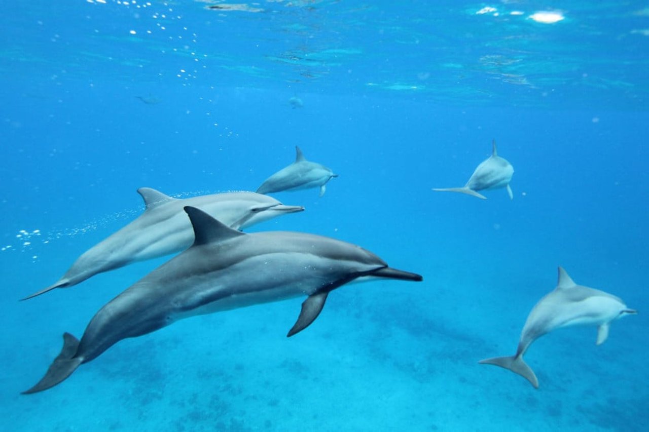 5 raisons de ne jamais nager avec les dauphins pendant vos vacances