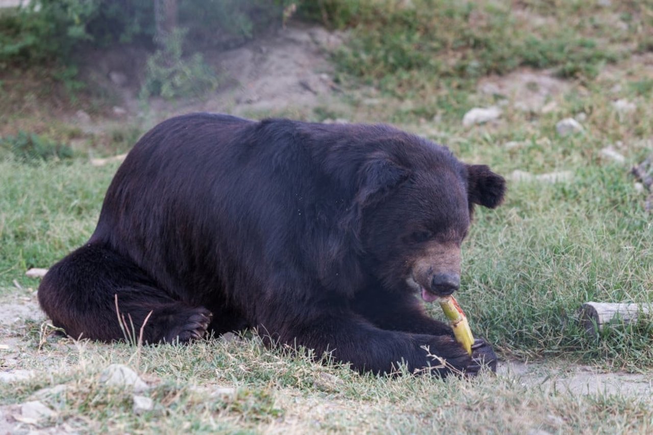 Pooh, a bear at the Balkasar bear sanctuary in Pakistan
