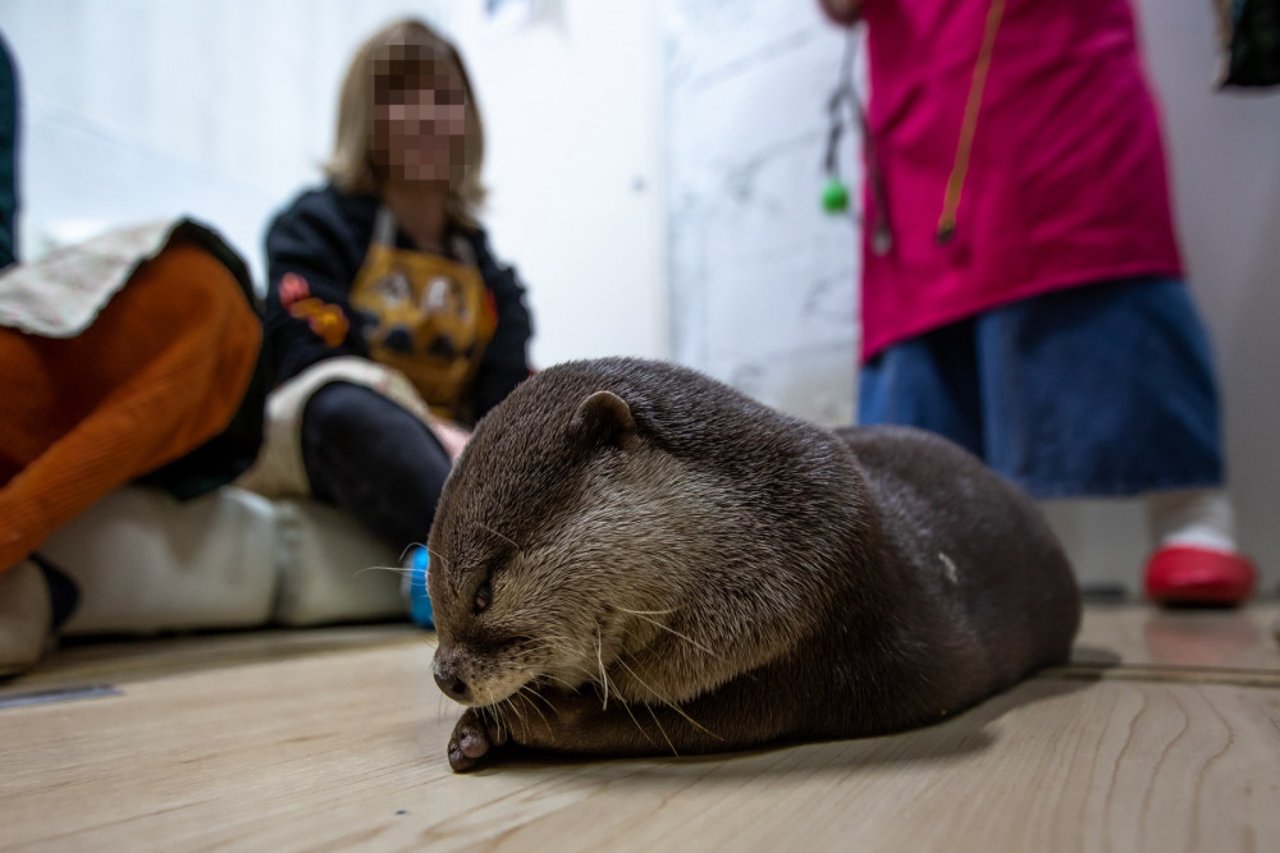 An otter being kept as a pet in someone
