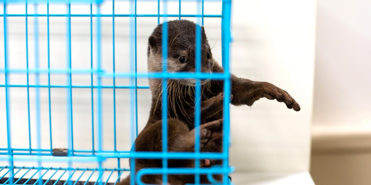 Why you shouldn’t share that cute pet otter video