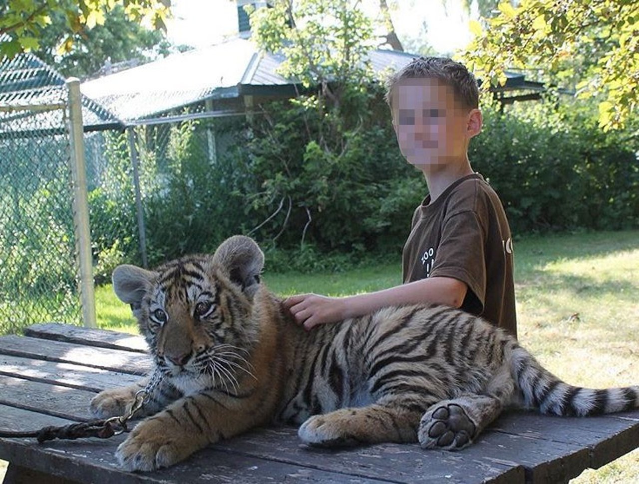A young boy posing with a tiger at Jungle Cat World in Canada