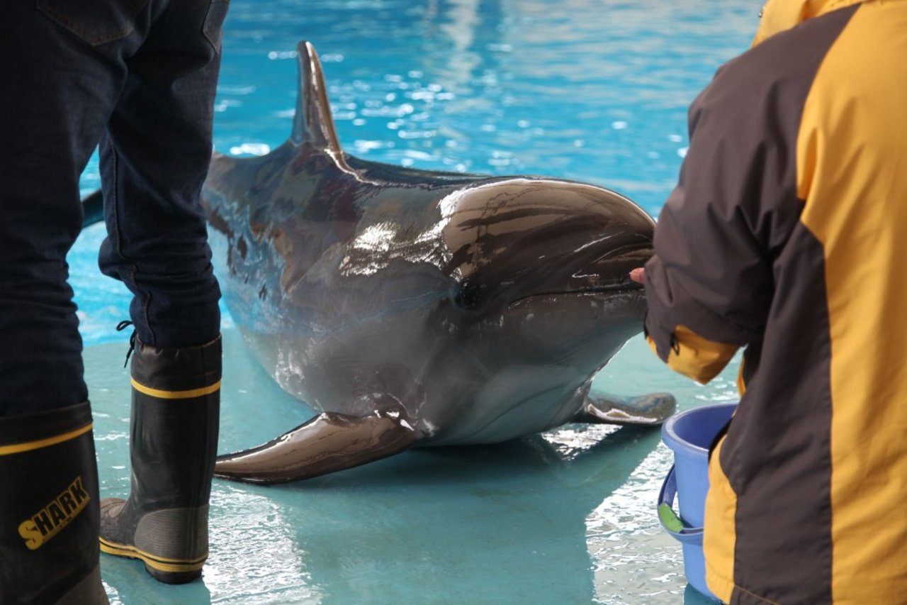 5 raisons de ne jamais nager avec les dauphins pendant vos vacances