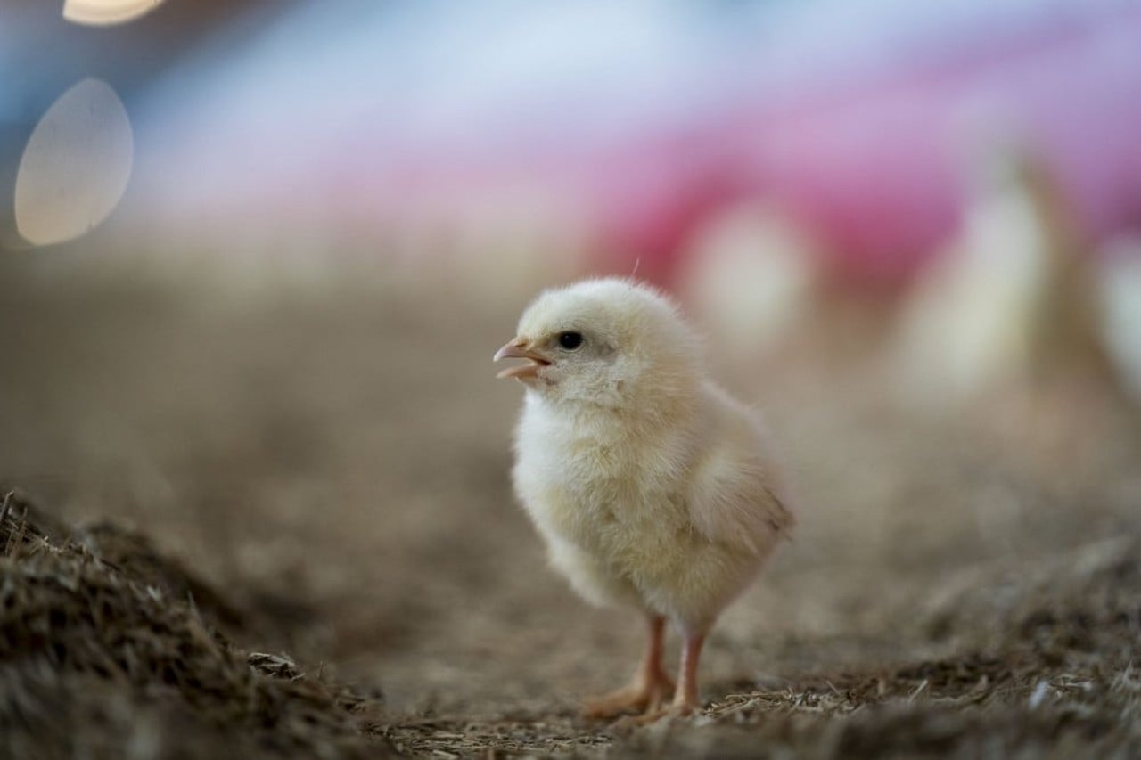 Chickens on a high welfare farm