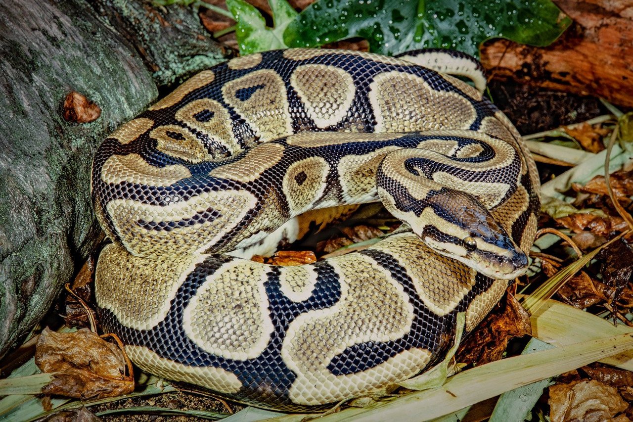 Snakes climbing up a pole