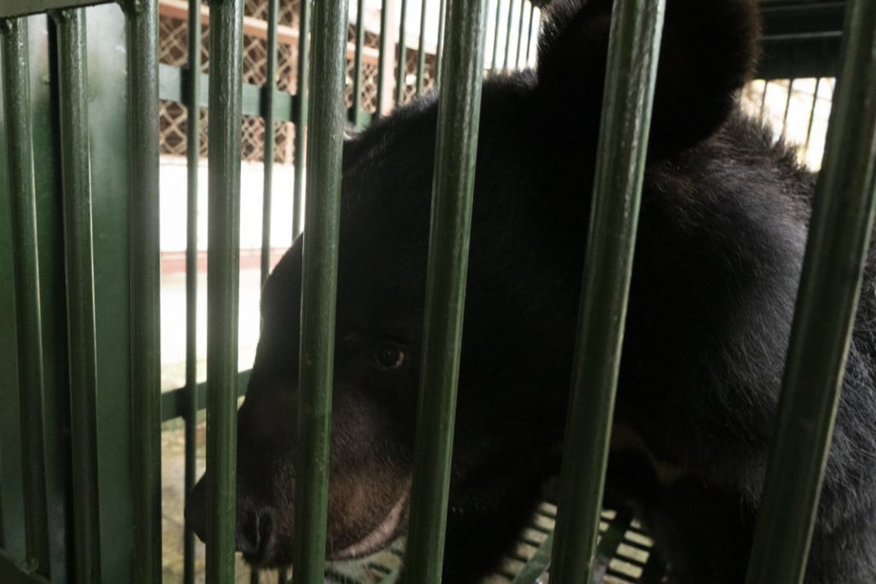 Pictured: This is one of the bears released in 2020 to a Four Paws rescue centre thanks to our ongoing pressure and micro-chipping work