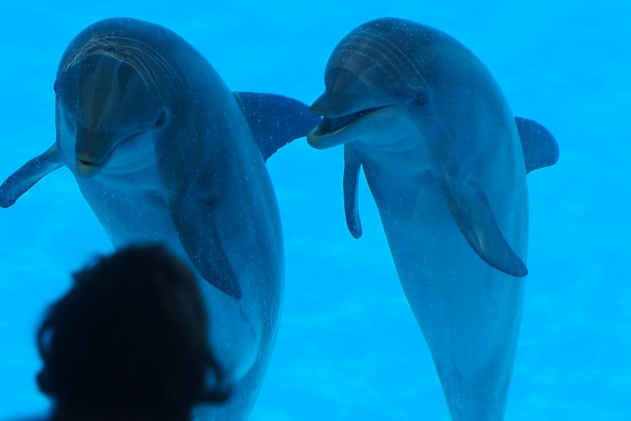 5 raisons de ne jamais nager avec les dauphins pendant vos vacances