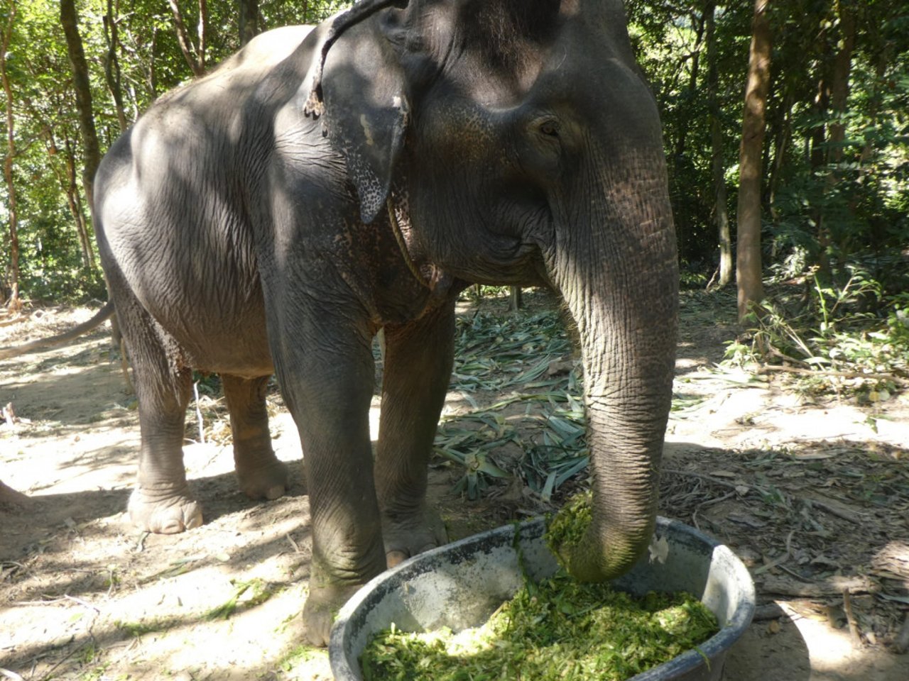 Elephant feeding