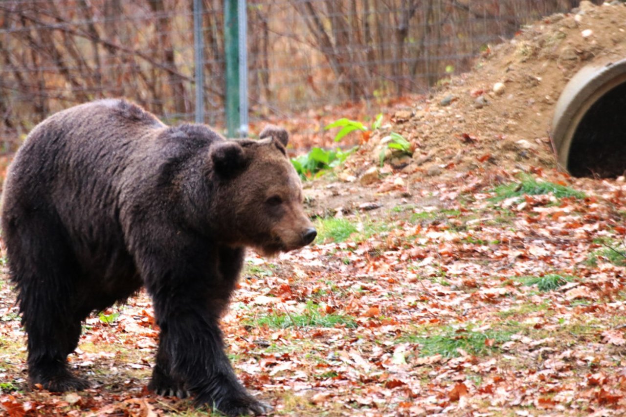 Roxana, a bear at the Libearty bear sanctuary