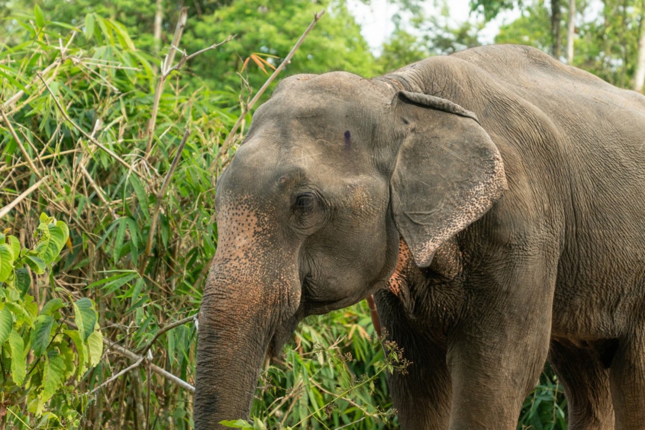 Tanwa, a gentle male elephant at Following Giants