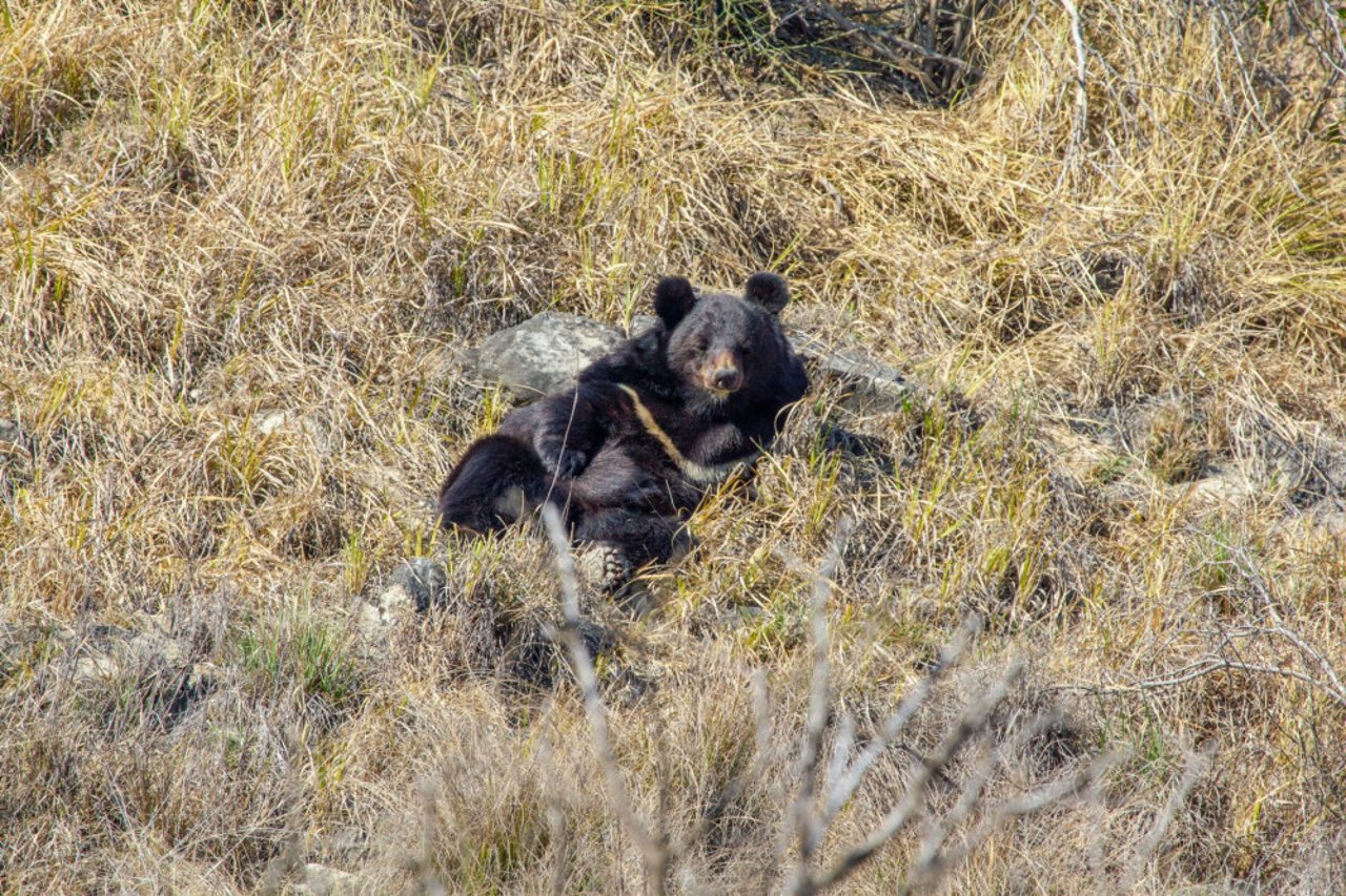 A bear in a new enclosure at the Balkasar Bear Sanctuary