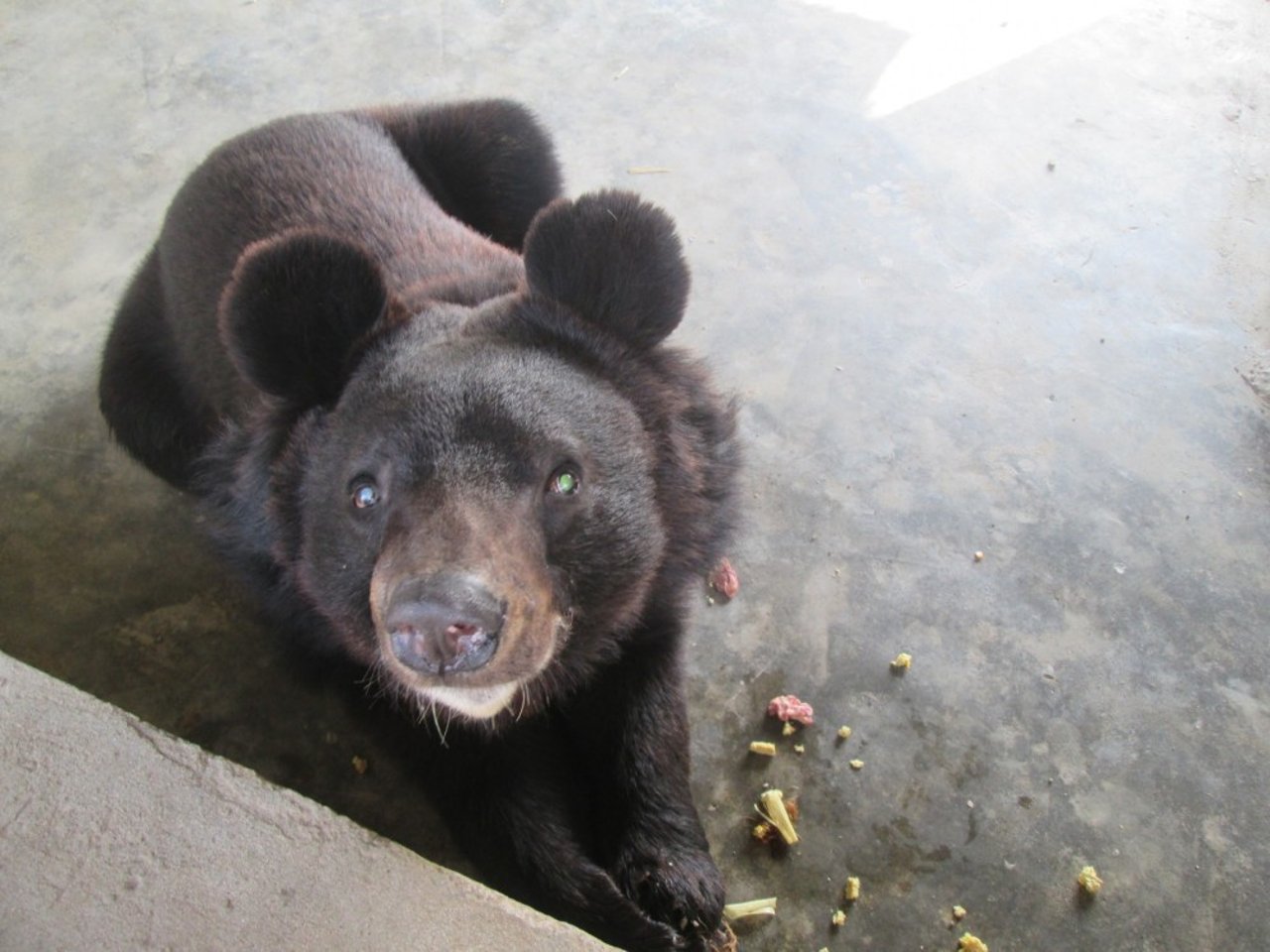 Albus recovering at the Balkasar bear sanctuary.