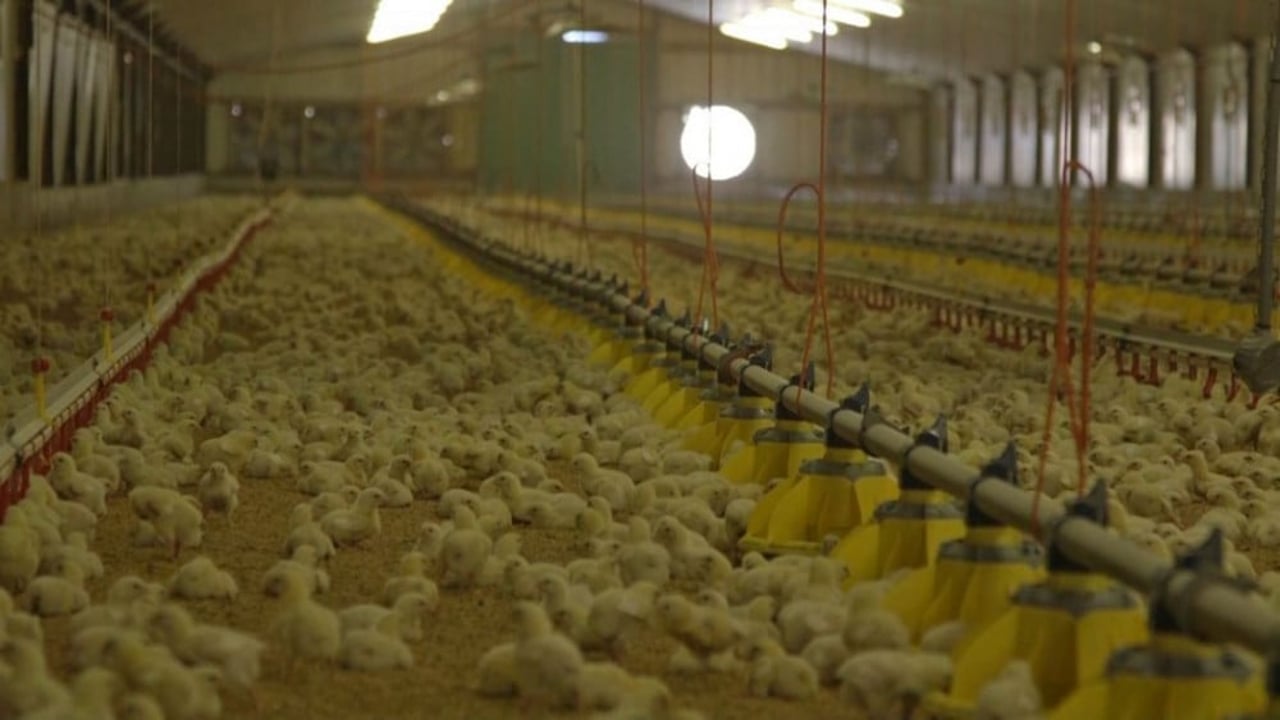 7_day_old_chickens_0