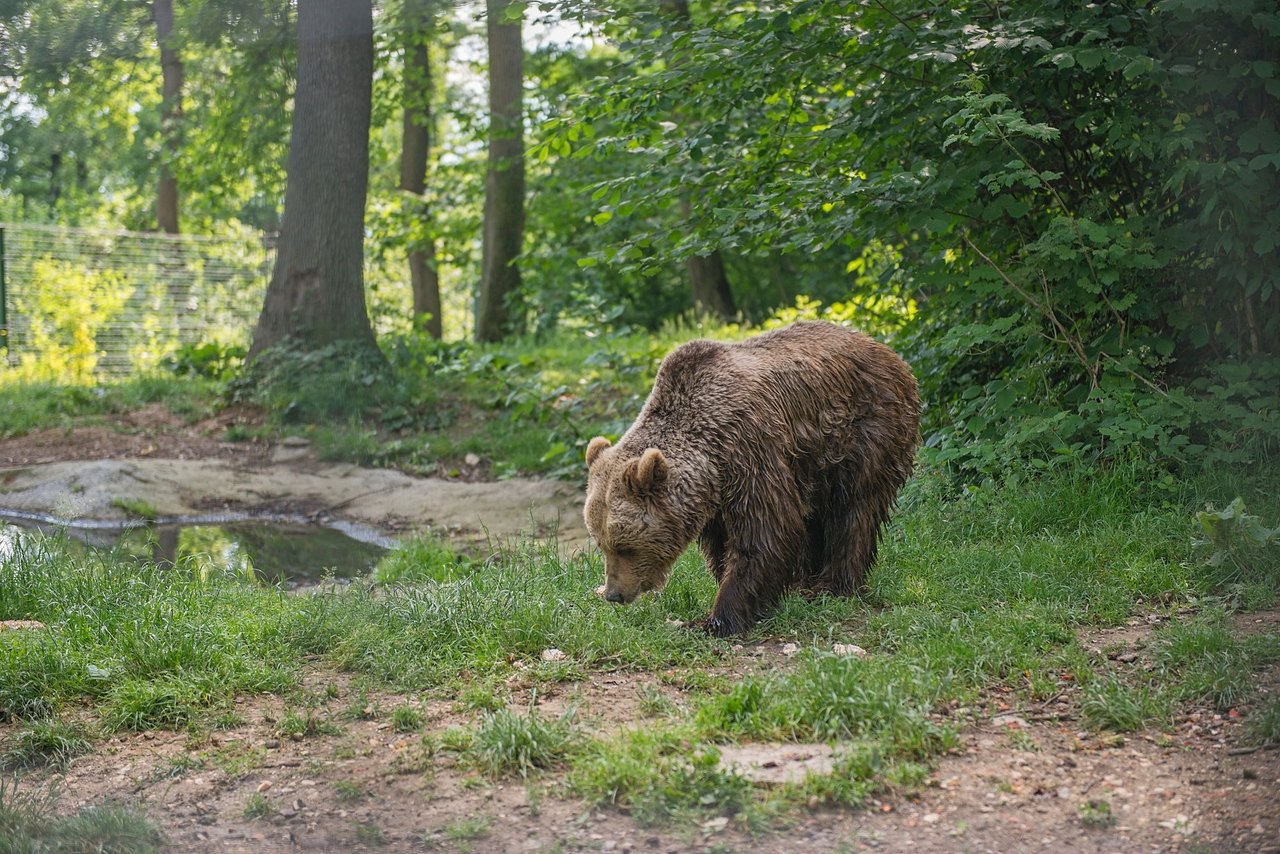 Bear, Romania