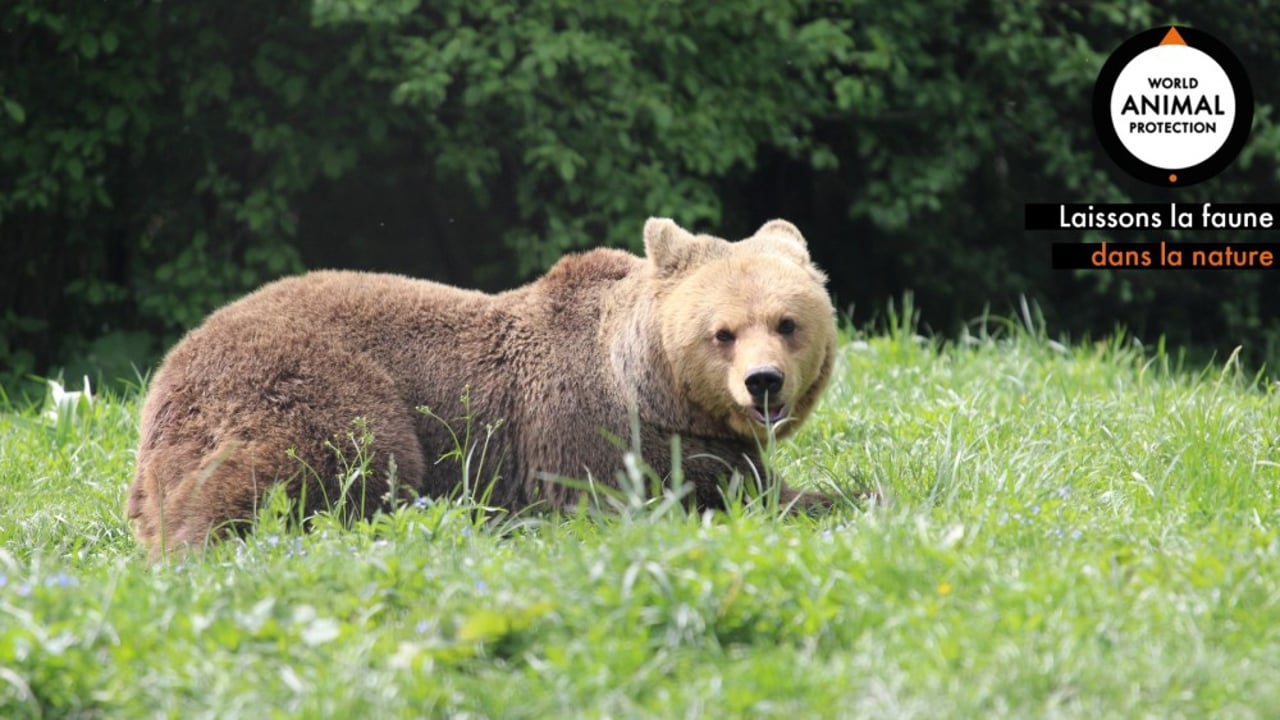 Zoom bear