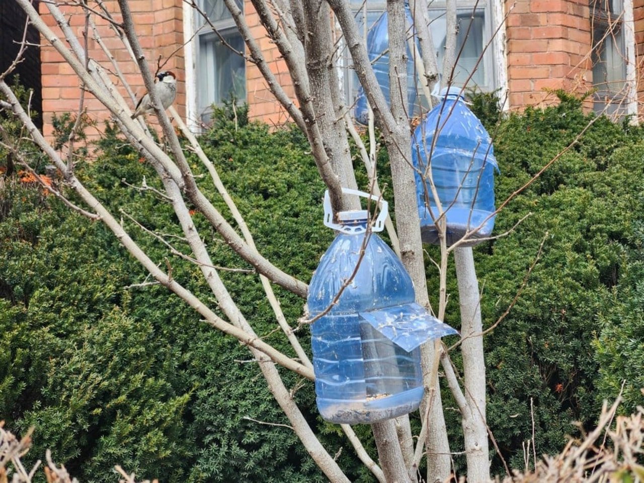 Bird feeders in trees