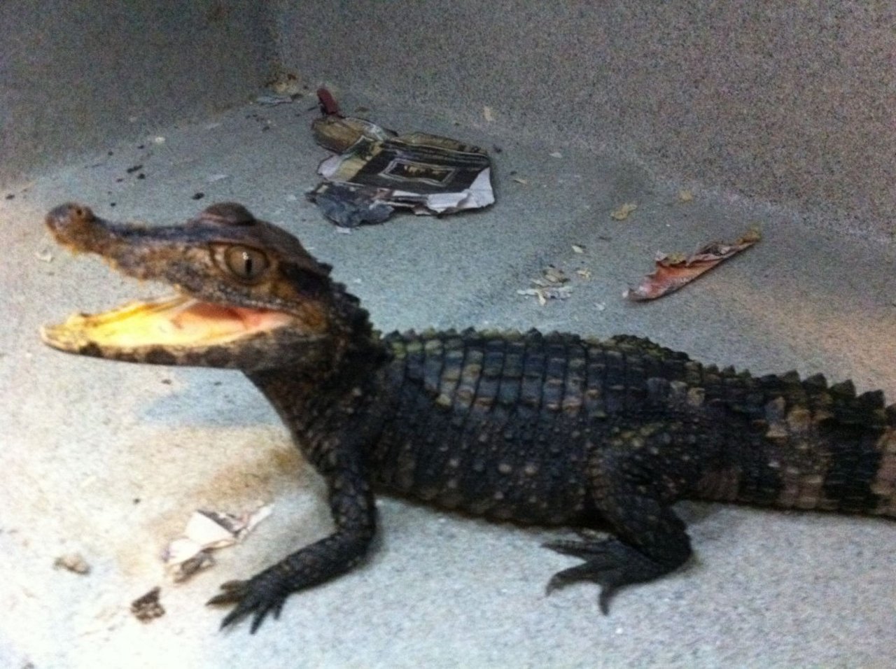 Caiman