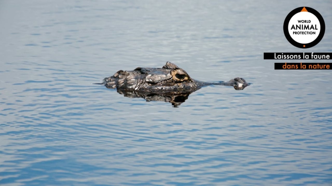 Zoom caiman