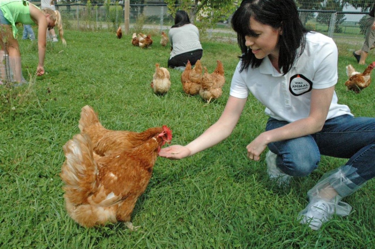 canada_chicken_farm