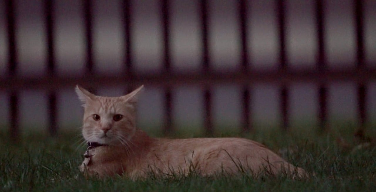 A cat sitting in the grass