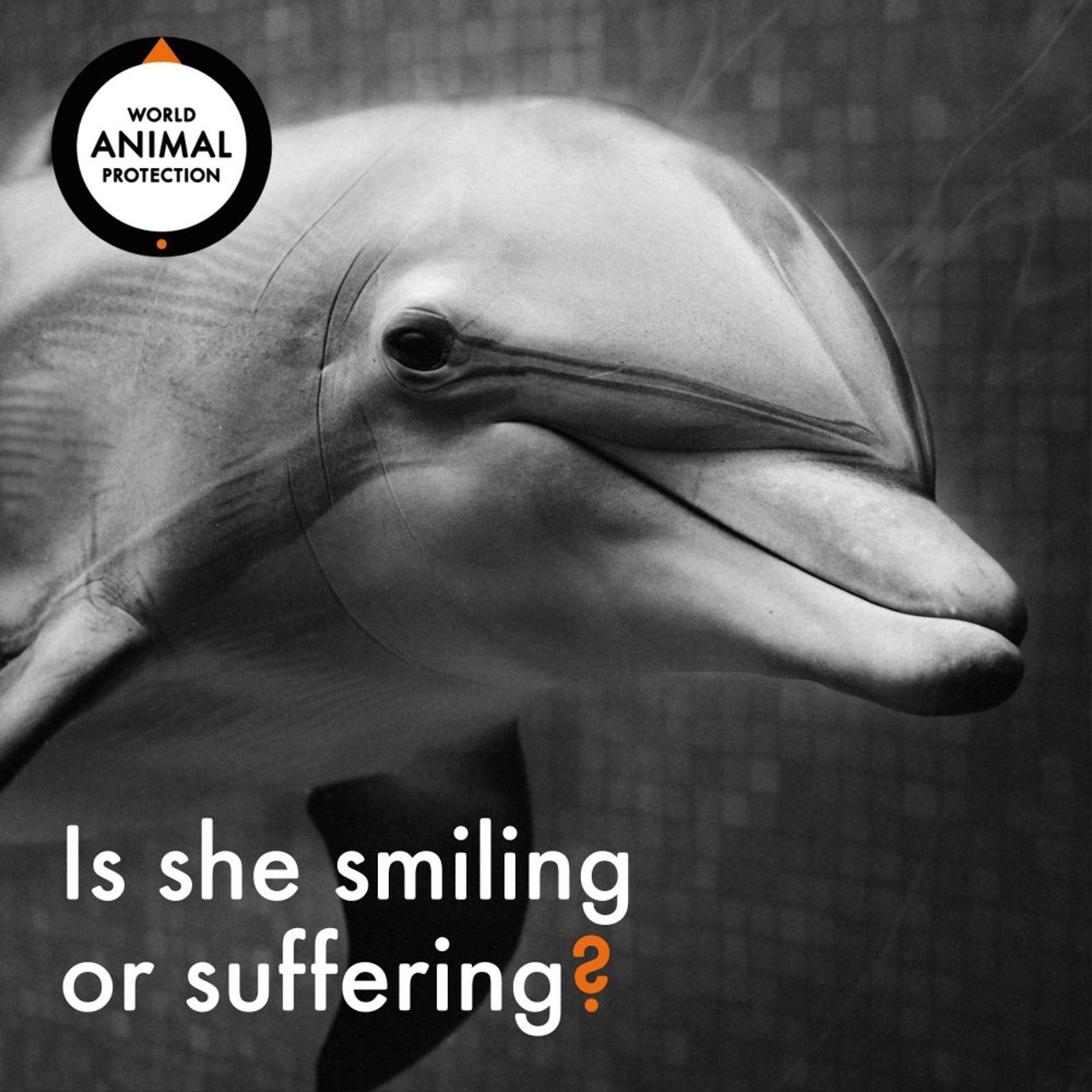 dolphin_suffering_or_smiling_p1