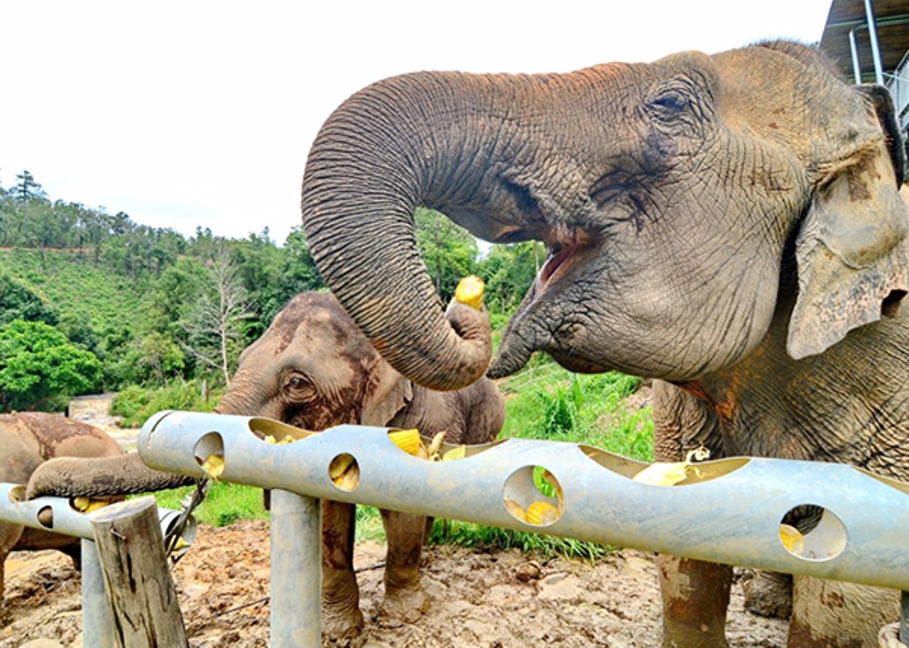 Elephant eating