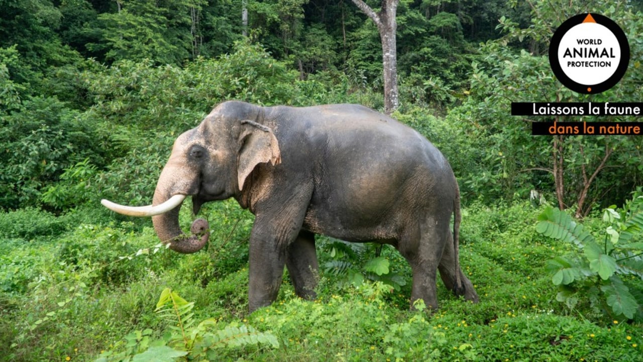 Zoom elephant