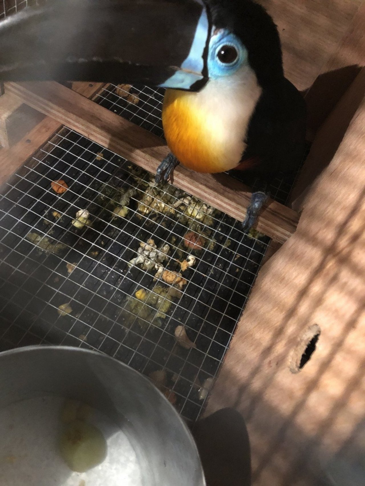 Pictured: One of the five Channel Billed Toucans found in the shipment at Vancouver International Airport.