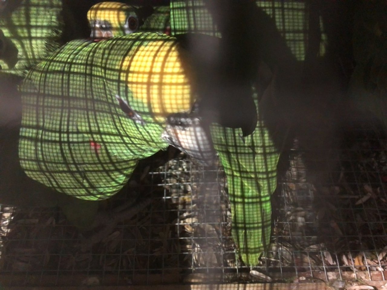 Pictured: A crate containing 10 Yellow Crowned Amazons at Vancouver International Airport
