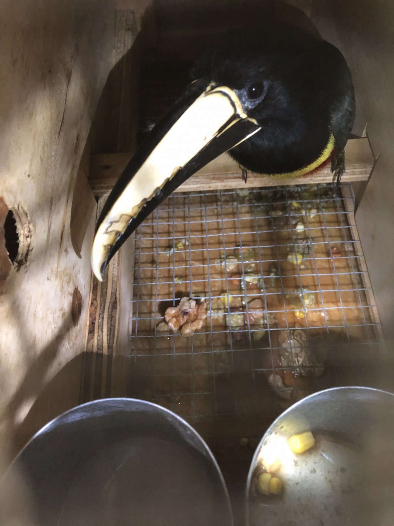 Pictured: One of the 18 Black Necked Aracaris at Vancouver International Airport.