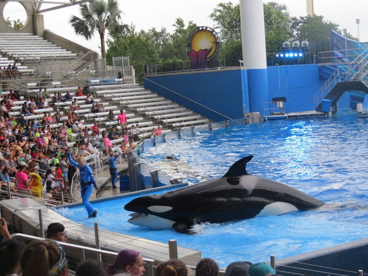 Orca breaching at SeaWorld