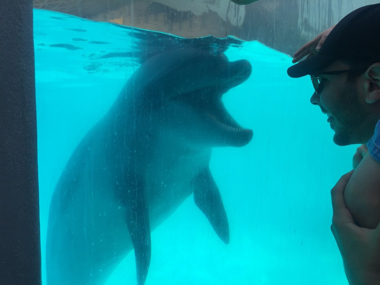 A beluga whale at MarineLand