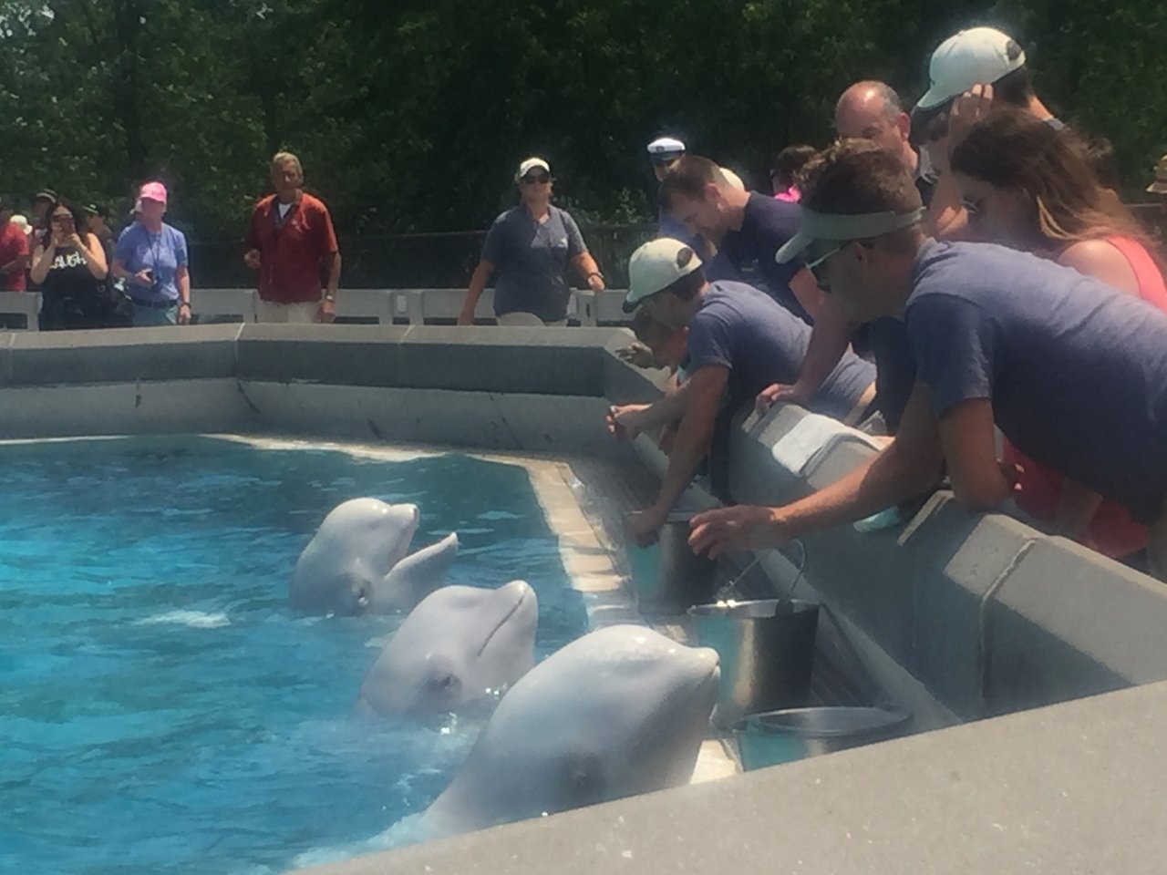 A beluga whale at MarineLand