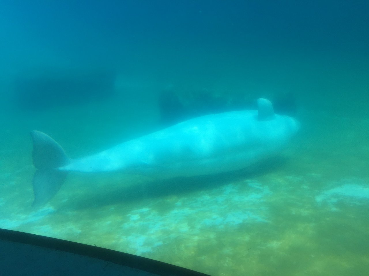 A beluga whale at MarineLand