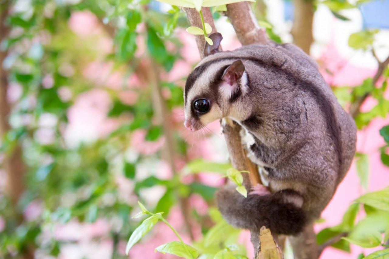 A sugar glider in the wild