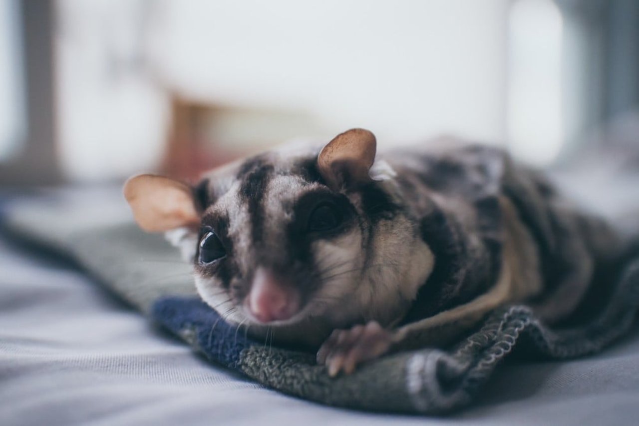 Sugar glider being kept as a pet