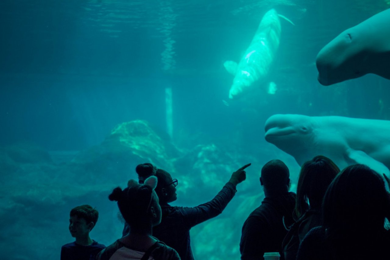 A beluga whale in an aquarium with a family watching through the glass