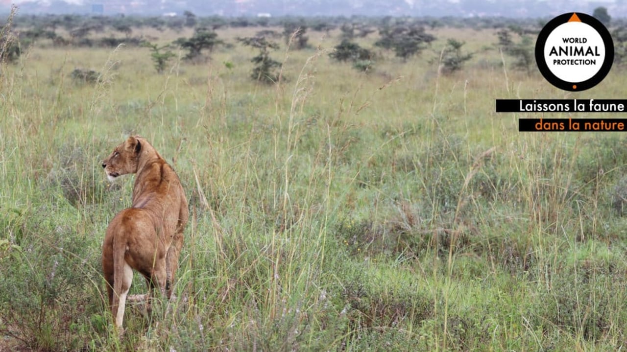 Zoom lion