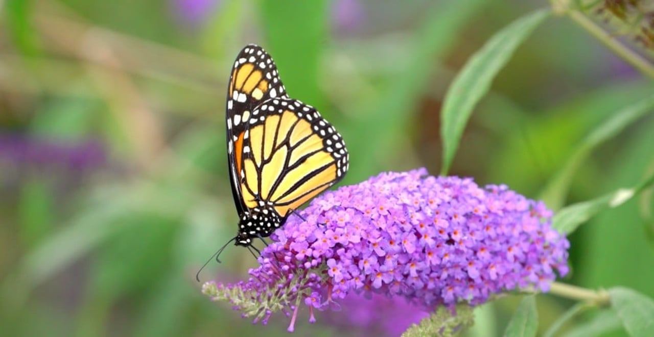 Monarch butterfly on a flower