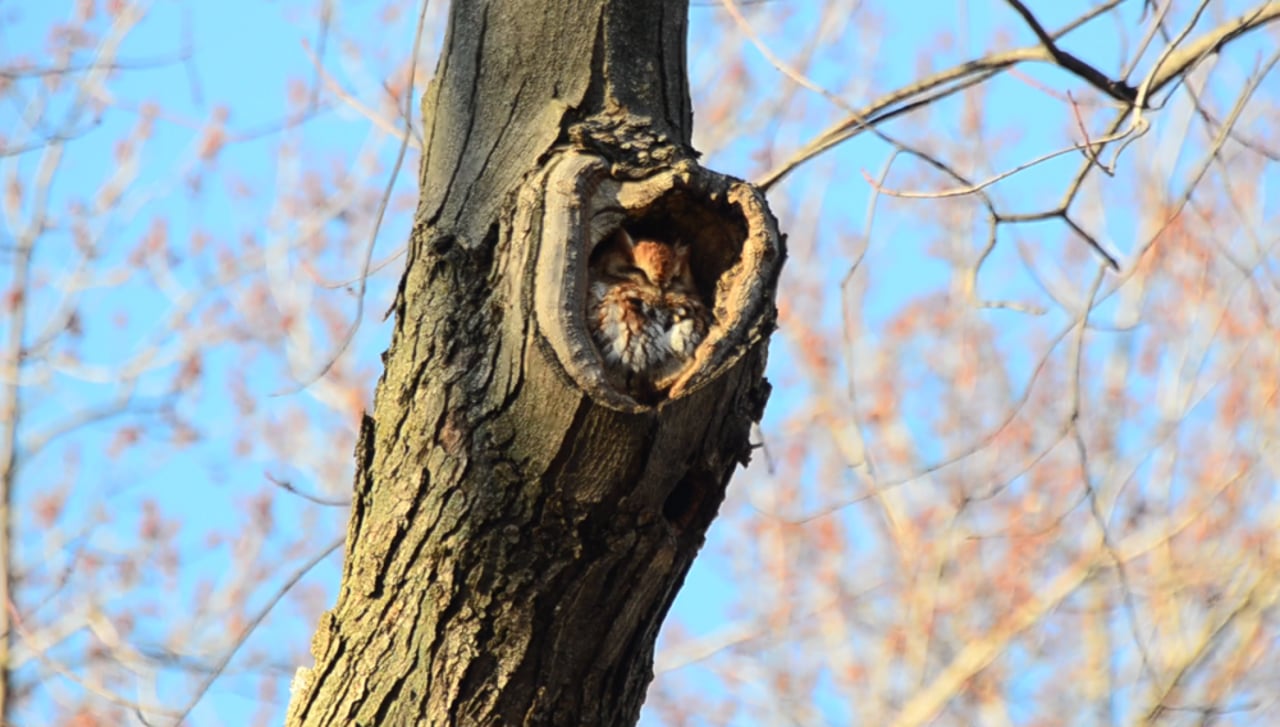 Pictured: An owl in a tree. © Julian Victor