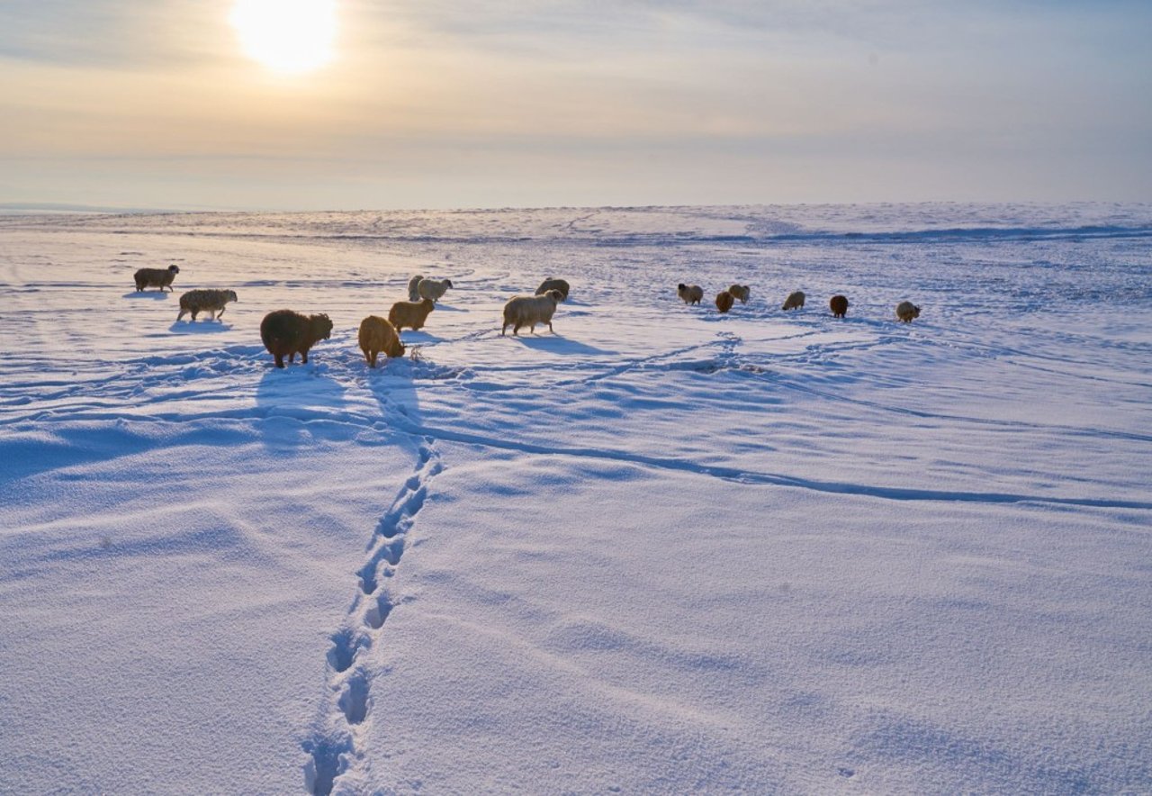picturesque_photo_of_animals_in_mongolia_0