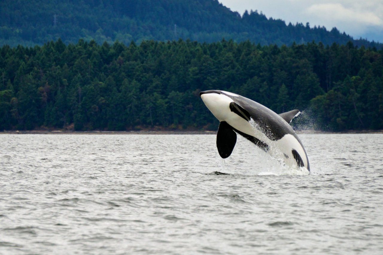 A wild orca whale jumping out of the water
