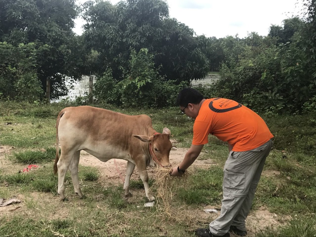 Cow - World Animal Protection