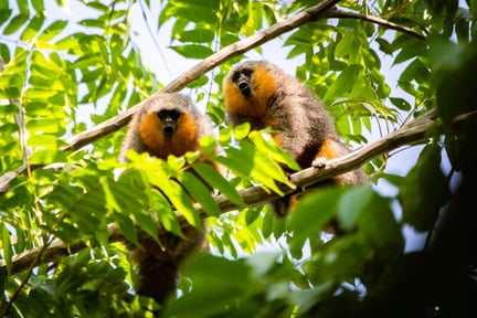 Two monkeys sitting in a tree