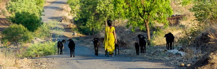 A lady walking down the road with goats